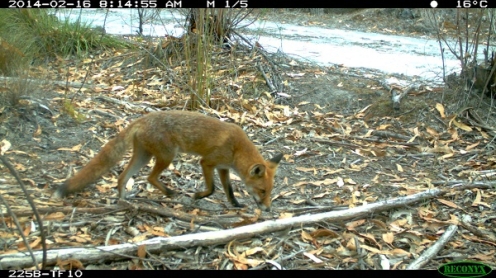 Red fox Vulpes vulpes. Photo Shannon Dundas
