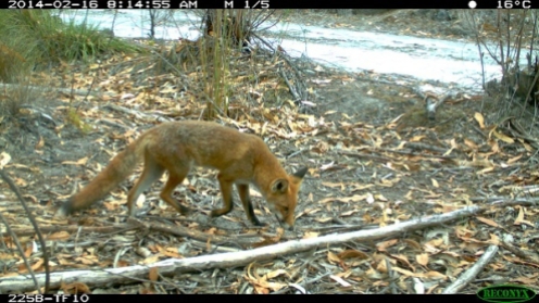 Red fox Vulpes vulpes. Photo Shannon Dundas