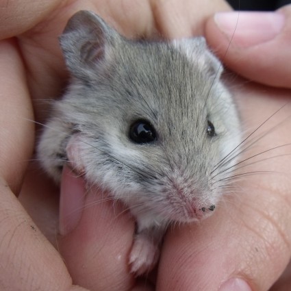 A native ash-grey mouse