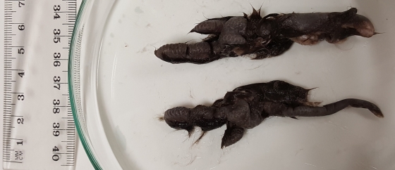Feet of a juvenile rock wallaby found in the stomach of a feral cat